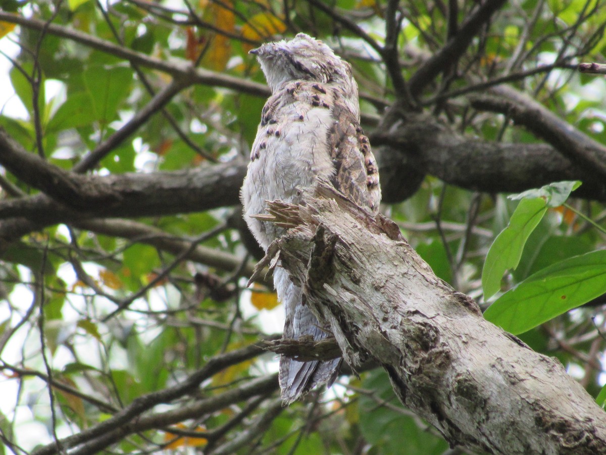 Common Potoo - ML618683872