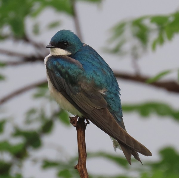 Tree Swallow - ML618683894