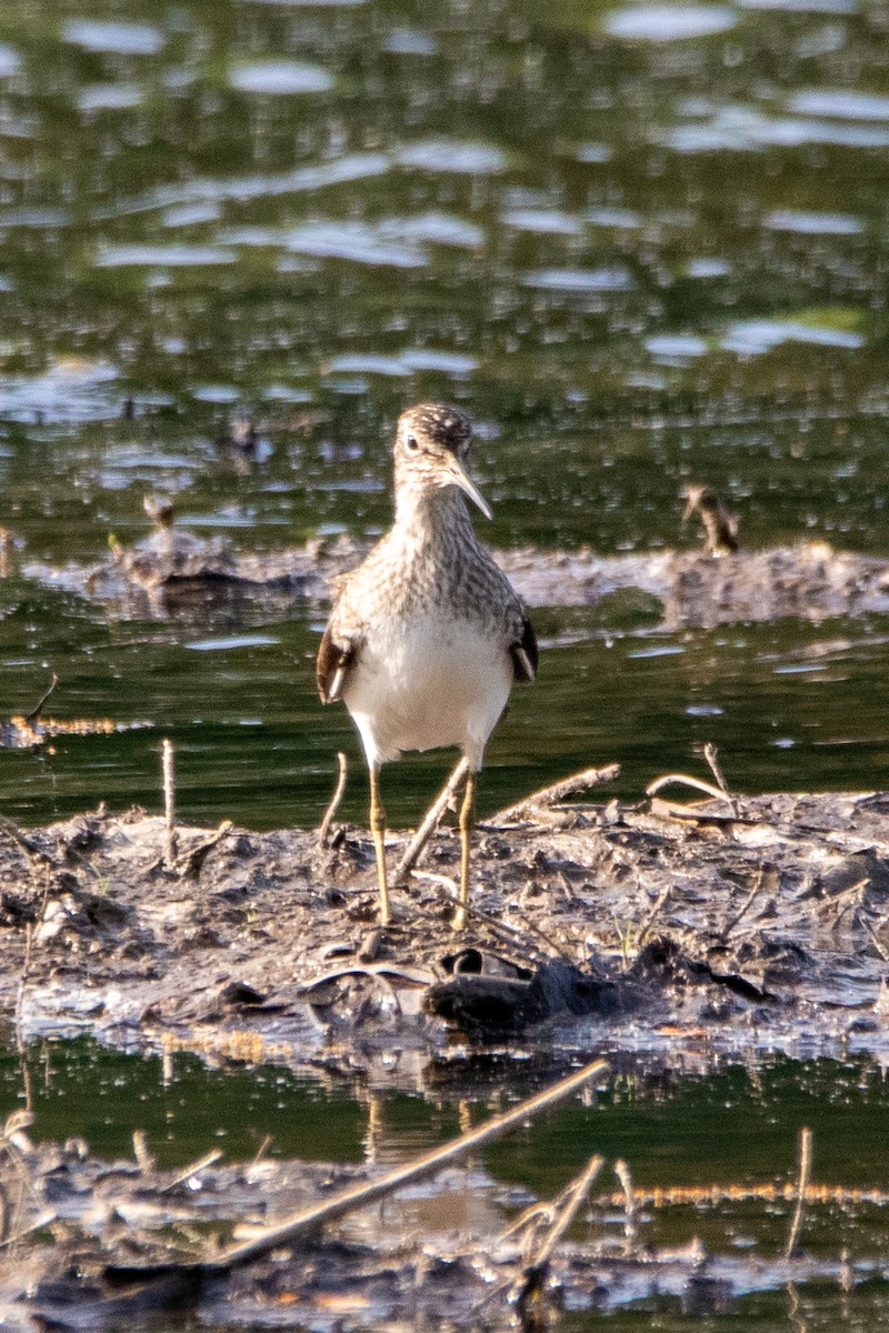 Solitary Sandpiper - ML618683897