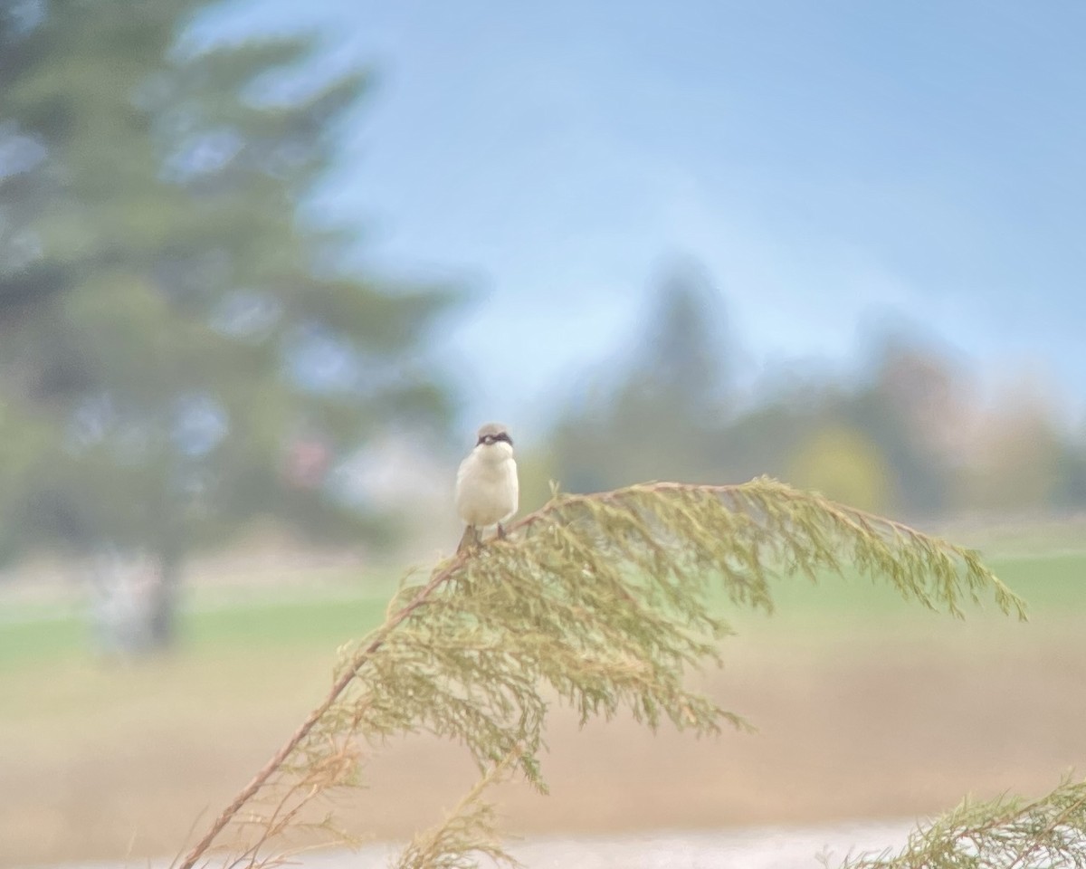 Loggerhead Shrike - ML618683910