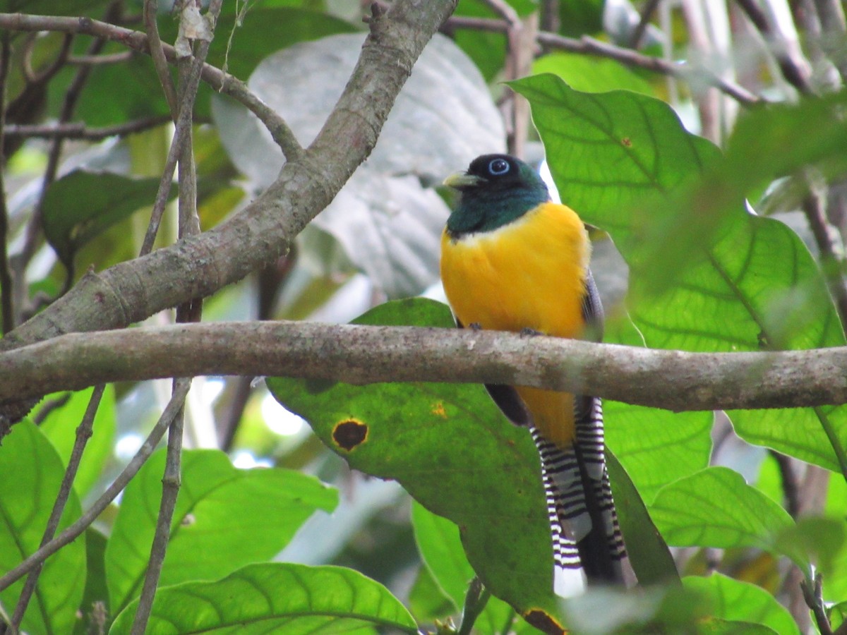 Northern Black-throated Trogon - ML618683911