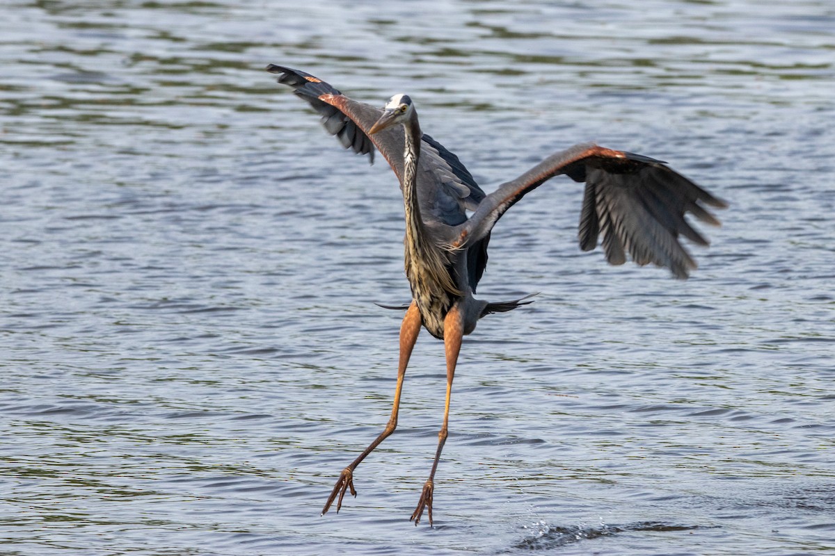 Great Blue Heron - ML618683924