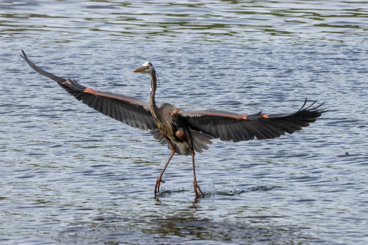 Great Blue Heron - ML618683926