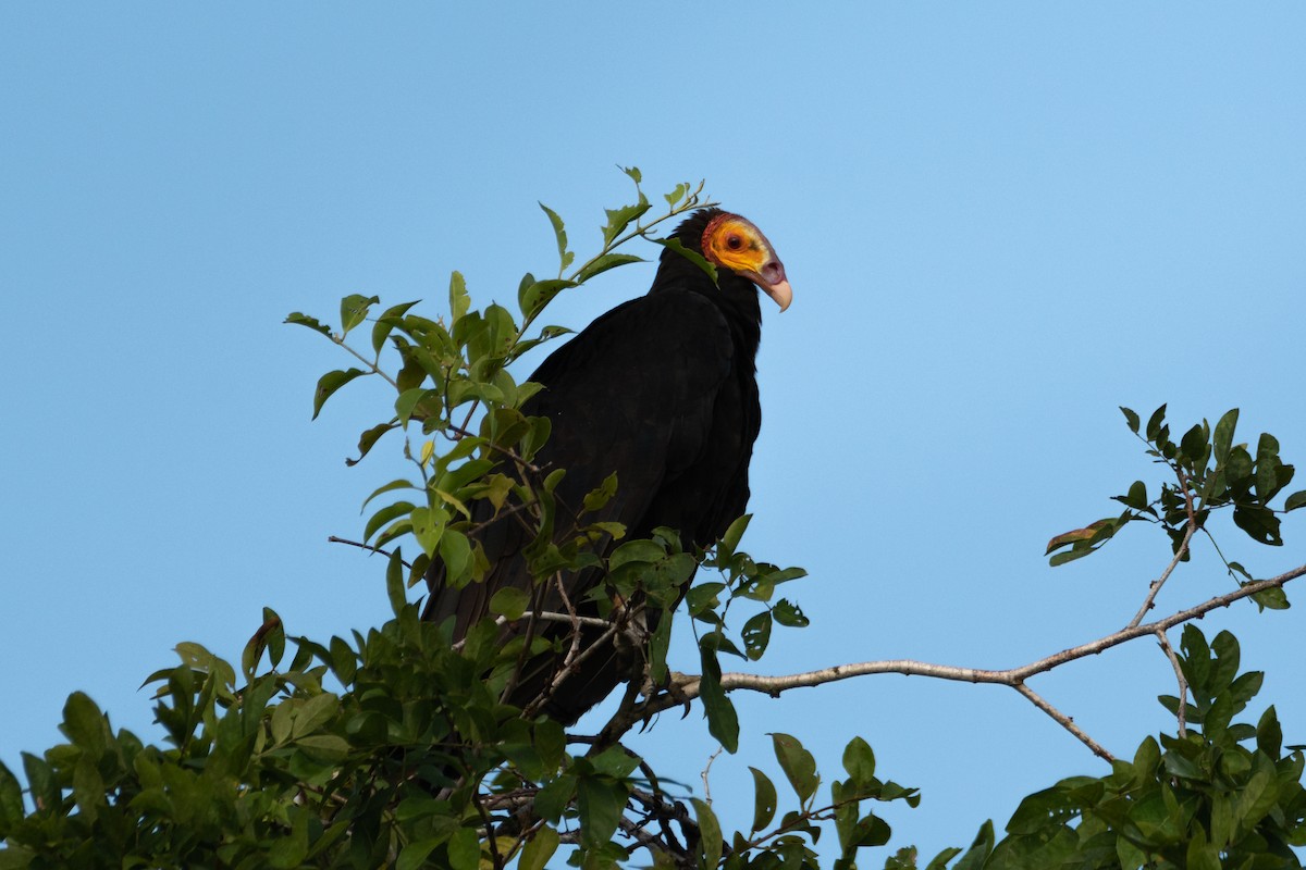 Lesser Yellow-headed Vulture - ML618684033