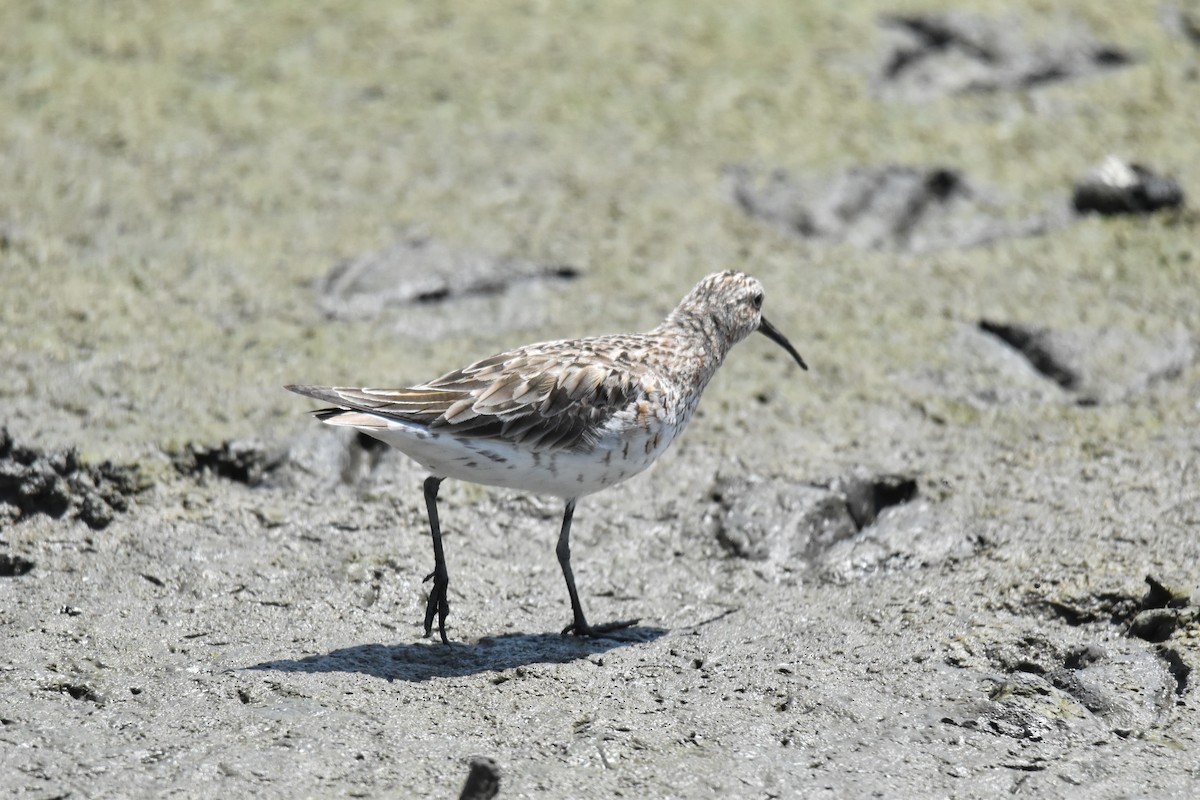 Curlew Sandpiper - ML618684035