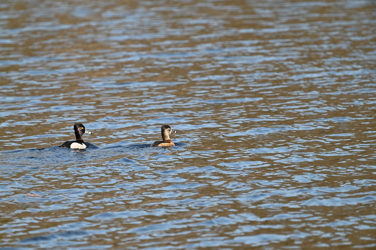 Ring-necked Duck - Todd Maguire