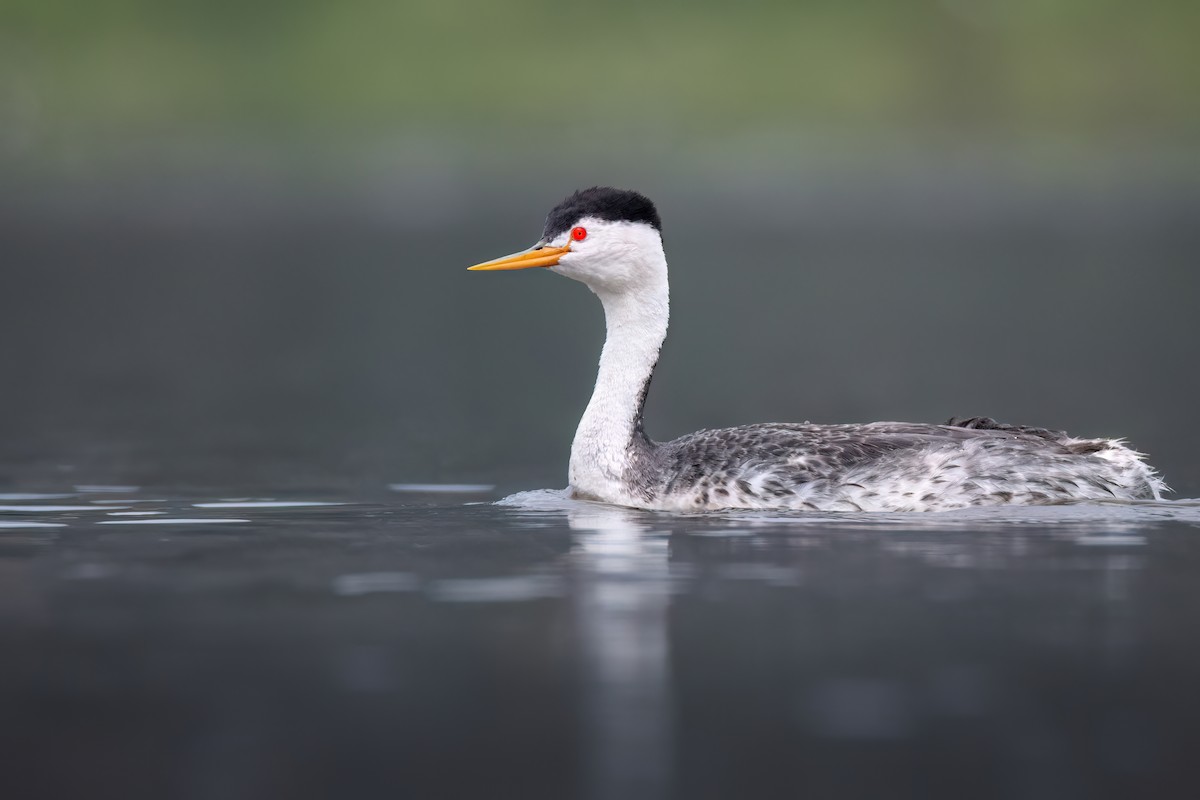 Clark's Grebe - ML618684068