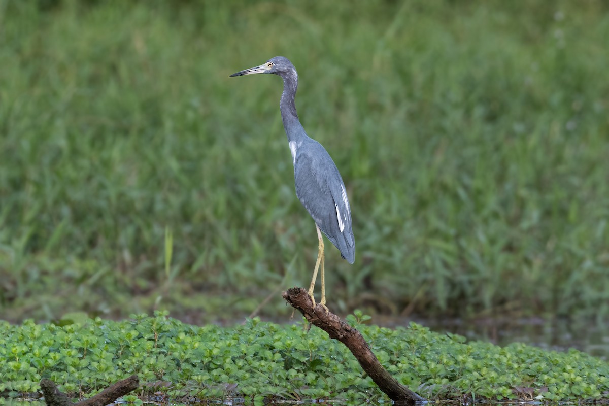 Little Blue Heron - ML618684113