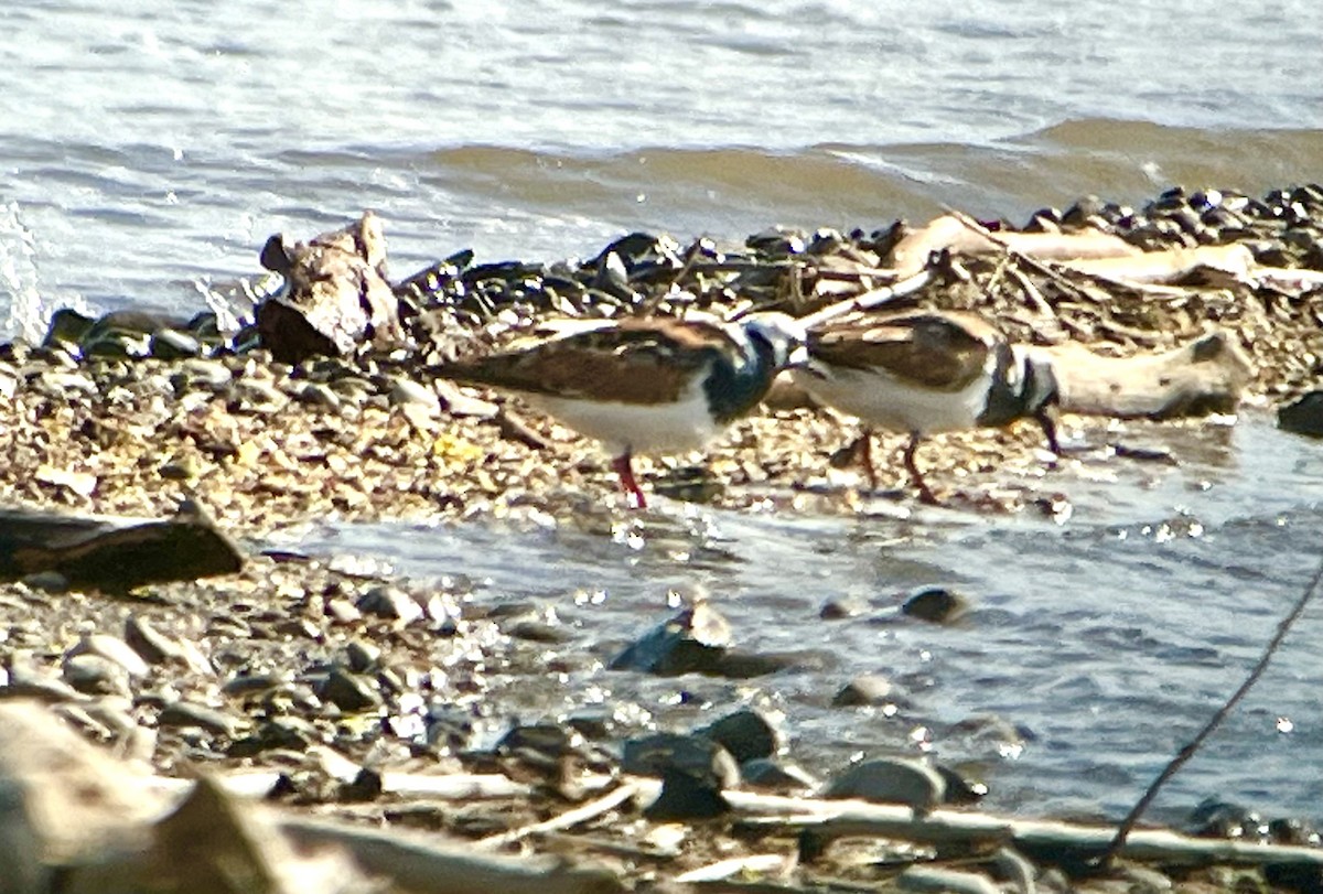 Ruddy Turnstone - J Gary Kohlenberg