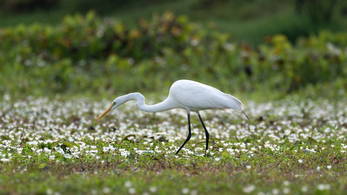 Great Egret - ML618684136