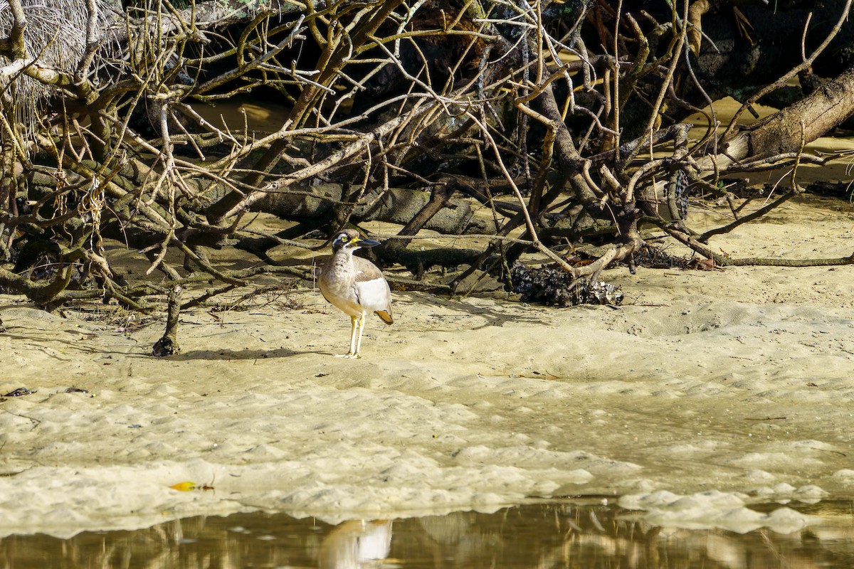 Beach Thick-knee - James Churches