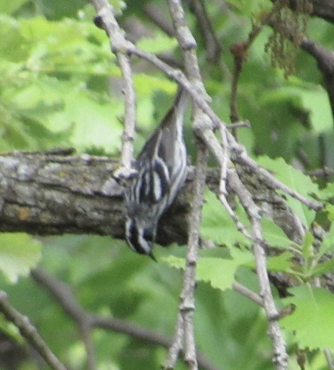 Black-and-white Warbler - Eric Bents
