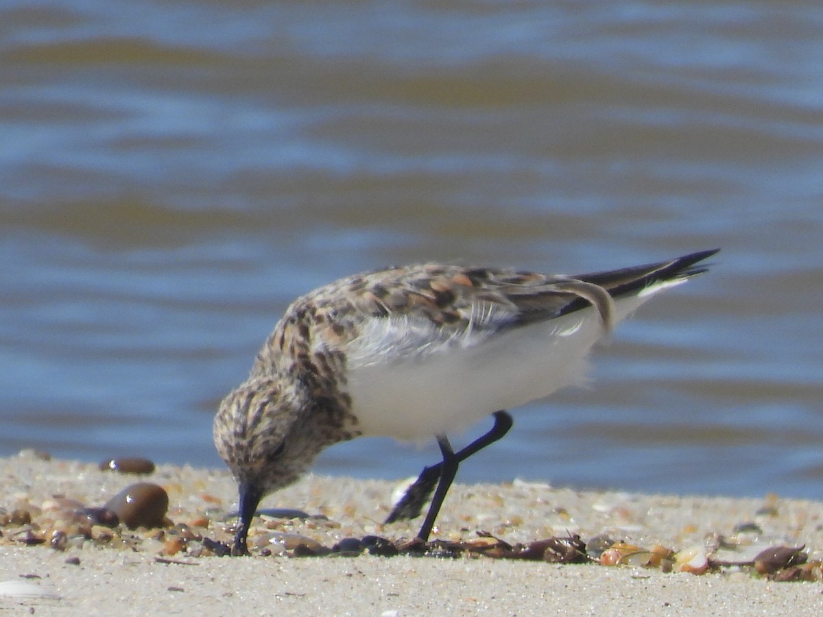 Bécasseau sanderling - ML618684179