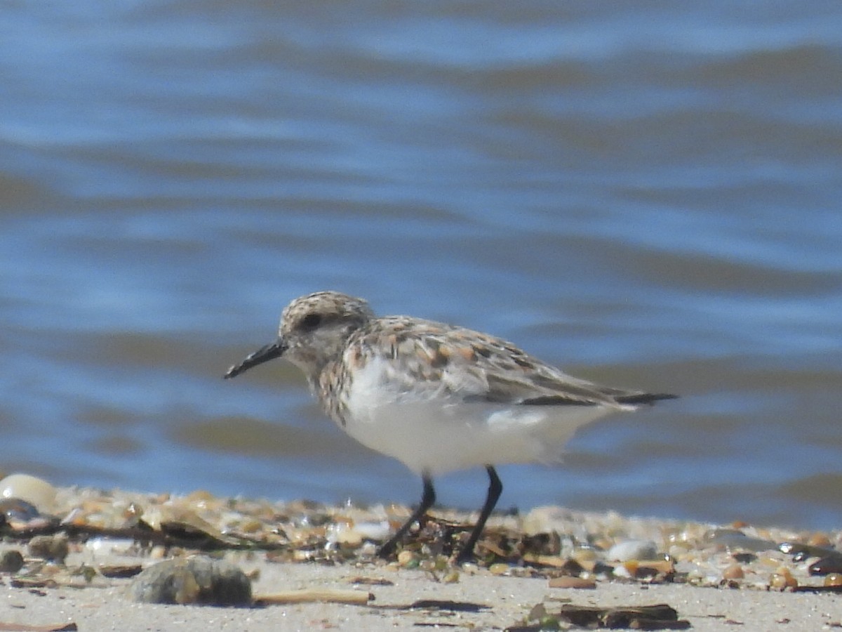 Bécasseau sanderling - ML618684180