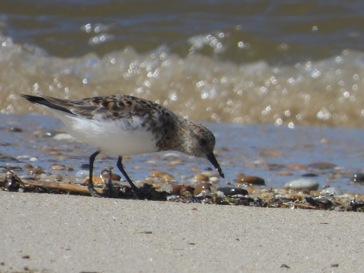 Bécasseau sanderling - ML618684183