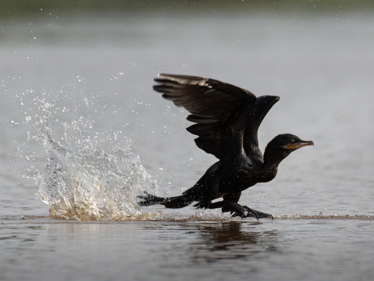 Cormorán Biguá - ML618684197