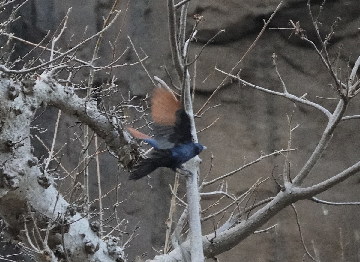 Neumann's Starling - Javier Train Garcia