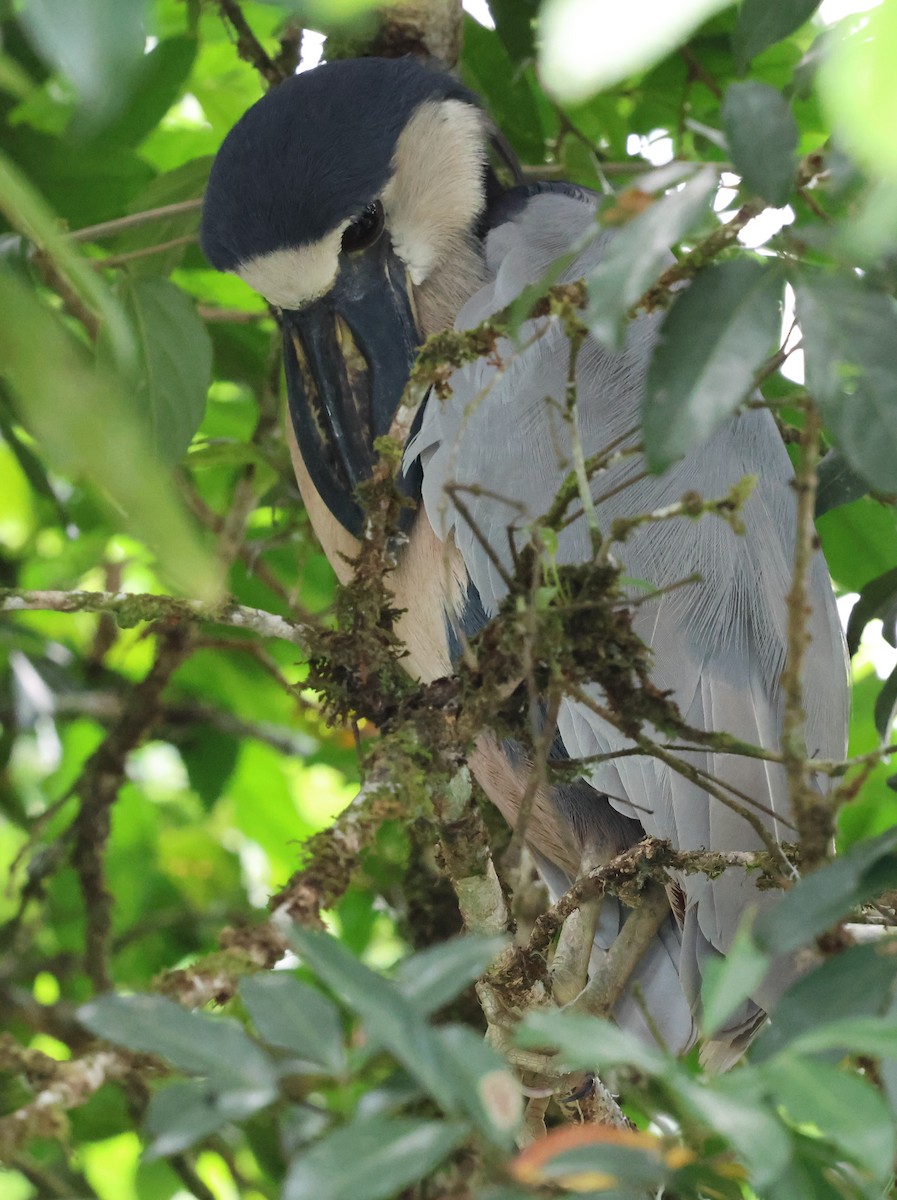 Boat-billed Heron - ML618684205