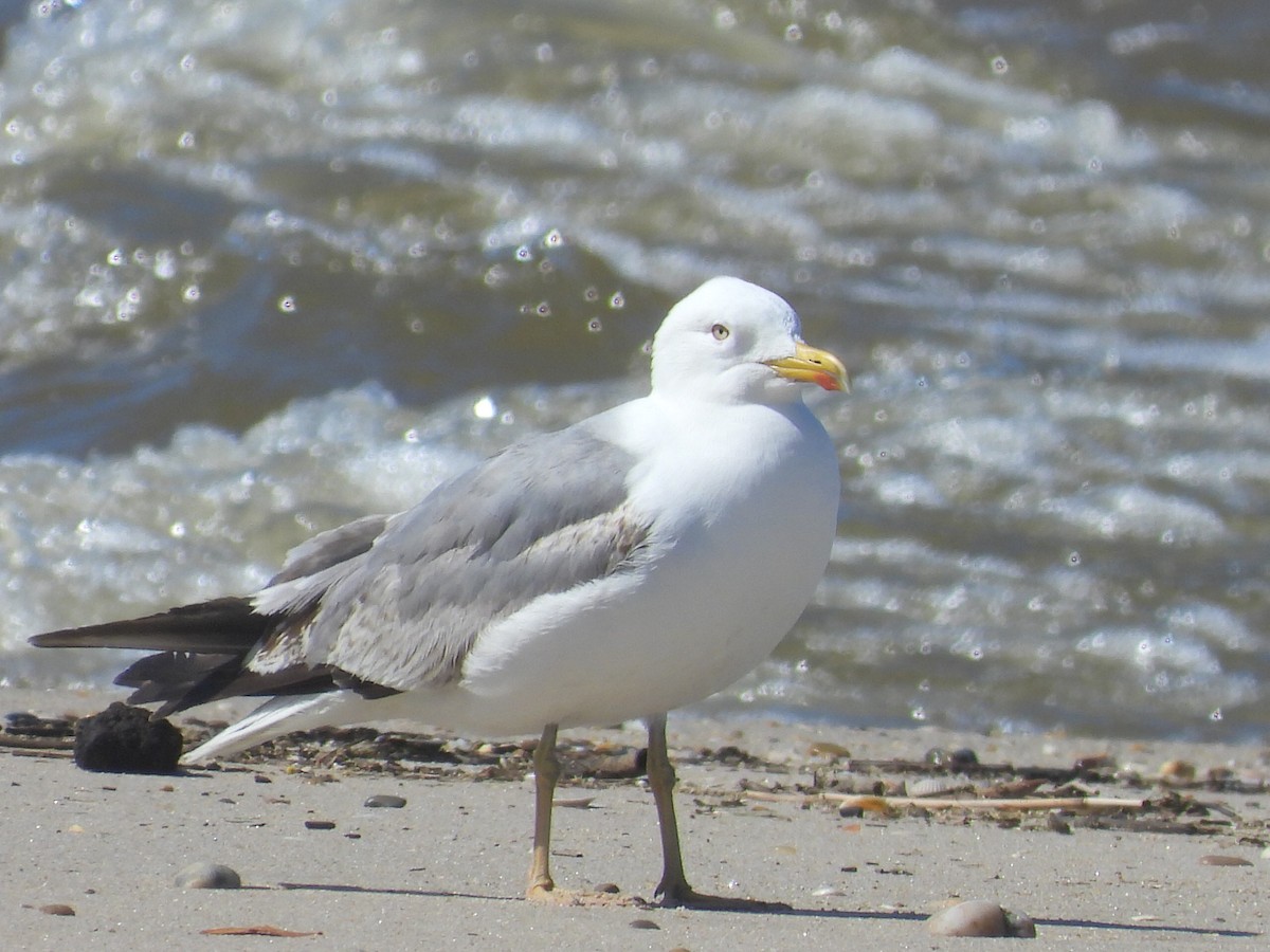 Yellow-legged Gull - ML618684215