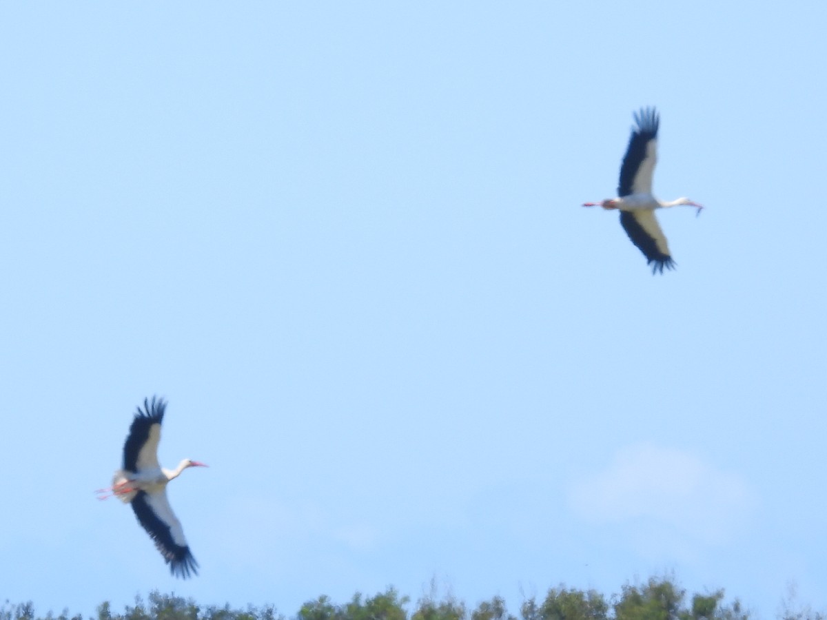 White Stork - Scott Fox