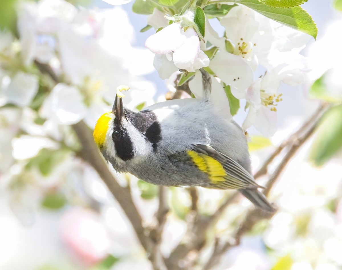 Golden-winged Warbler - Chuck Heikkinen