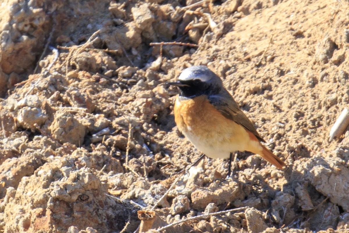 Common Redstart - Mayca Martí