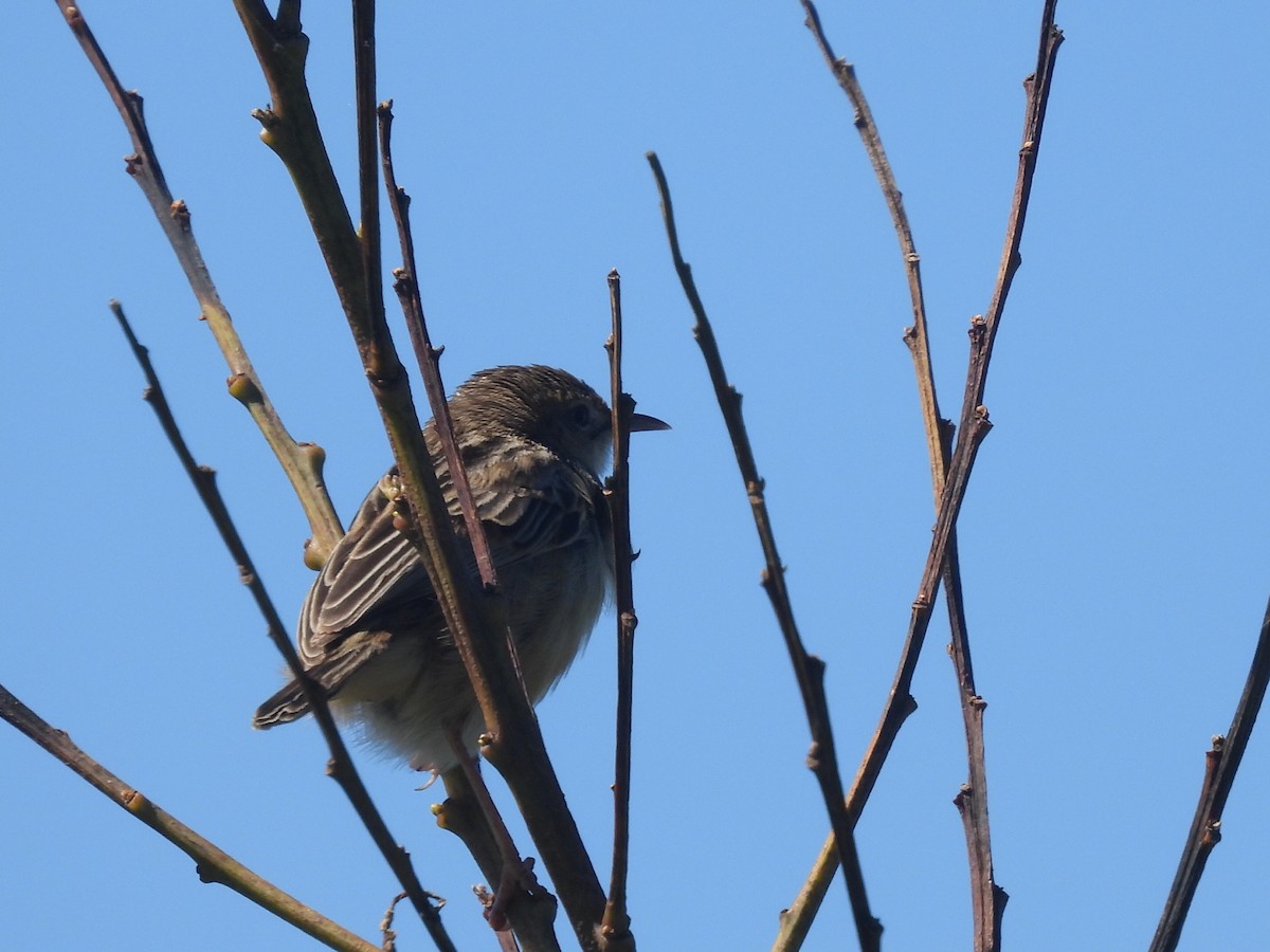 Zitting Cisticola - Scott Fox