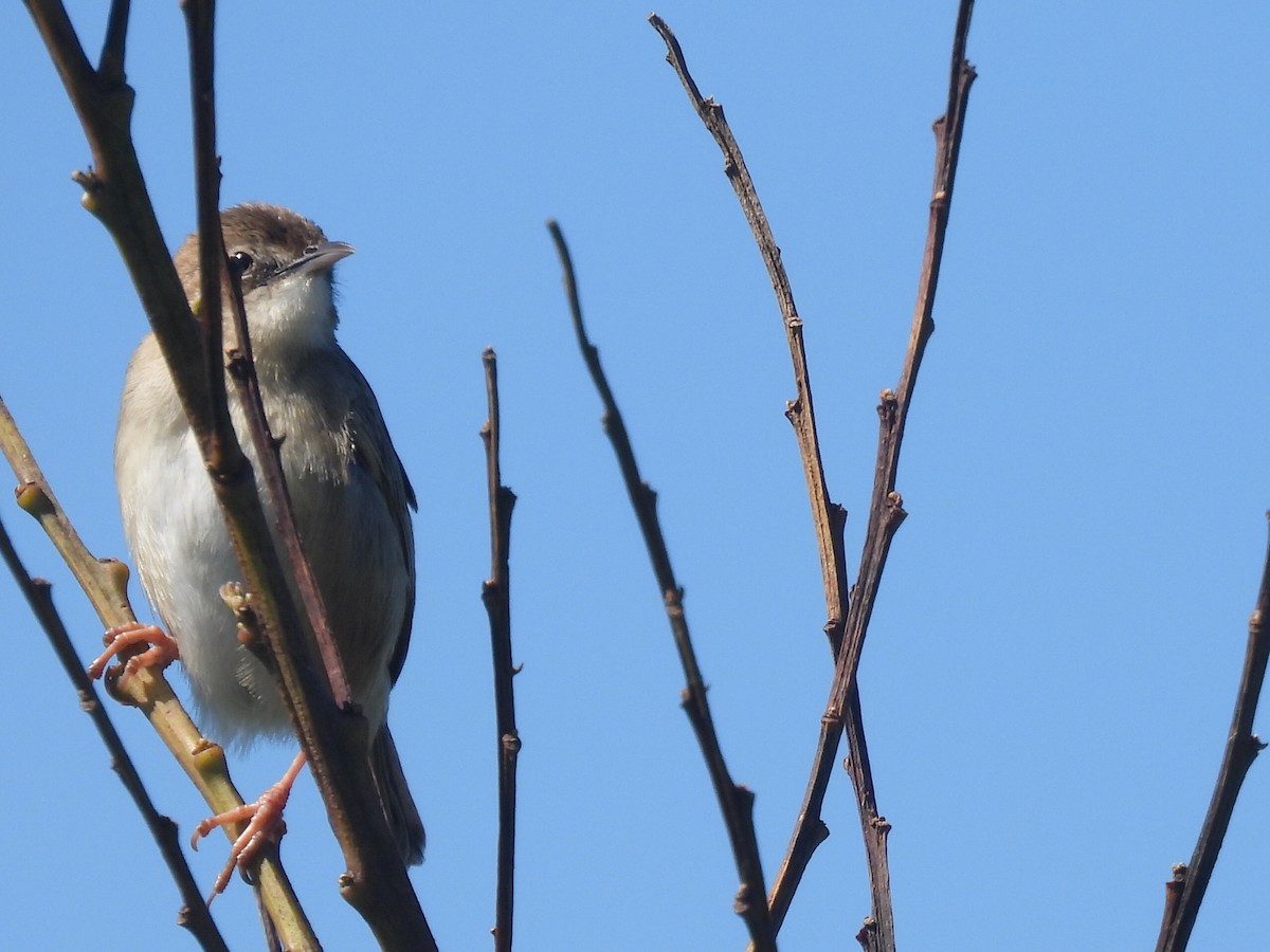 Zitting Cisticola - ML618684276