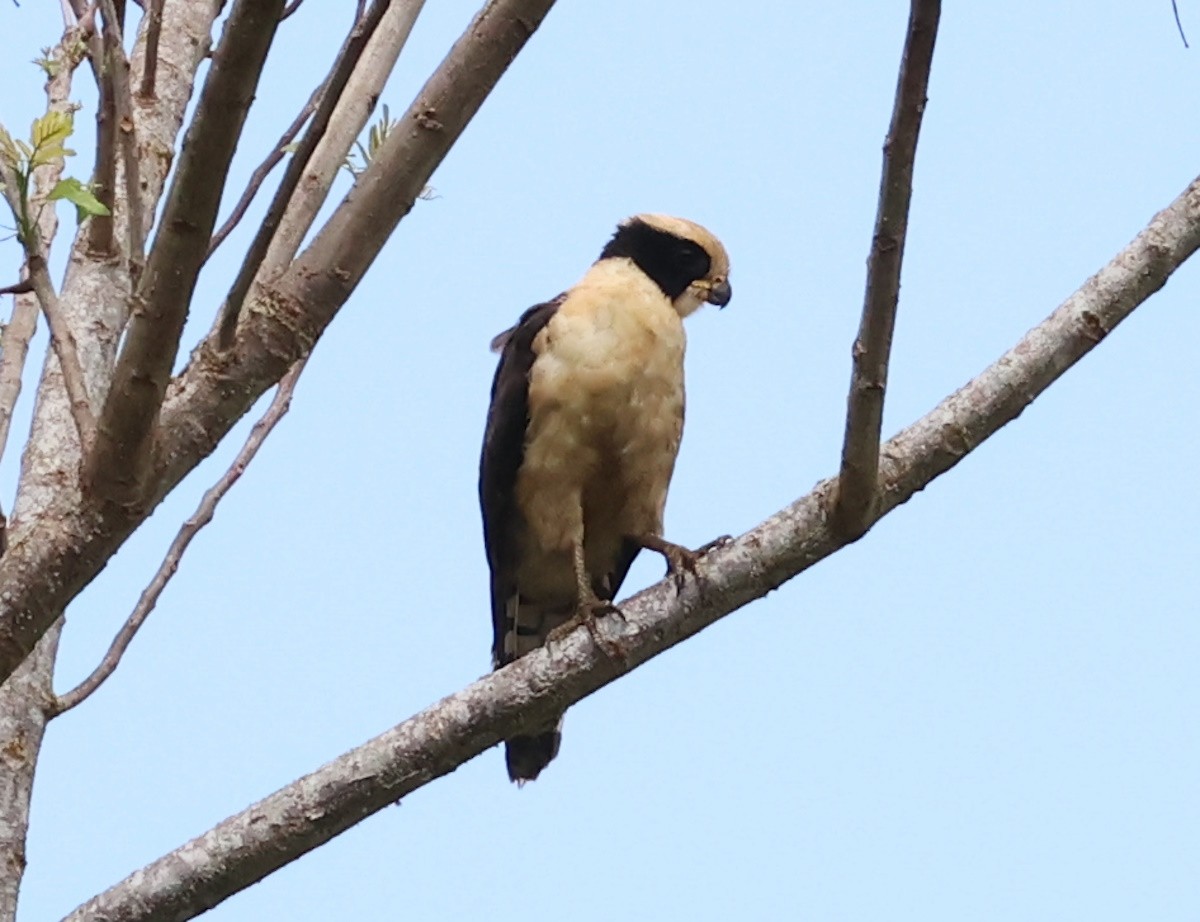 Laughing Falcon - ML618684288