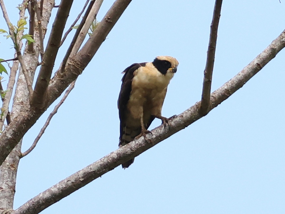 Laughing Falcon - ML618684290