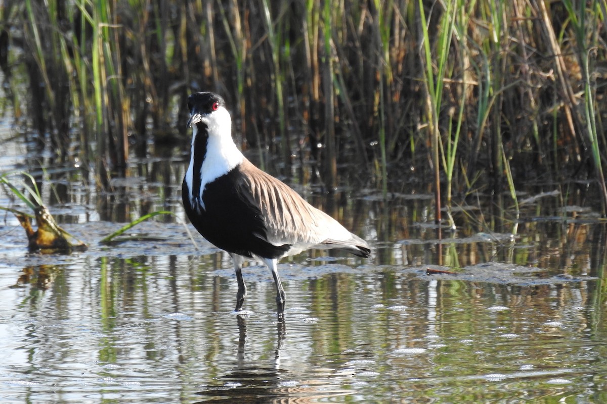 Spur-winged Lapwing - ML618684294