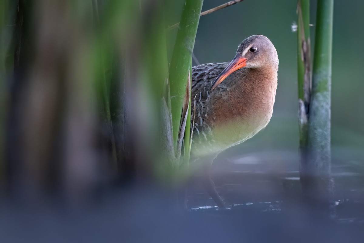 Ridgway's Rail - Kieran Barlow