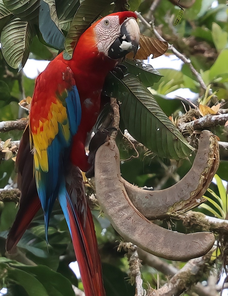 Scarlet Macaw - Sally Veach