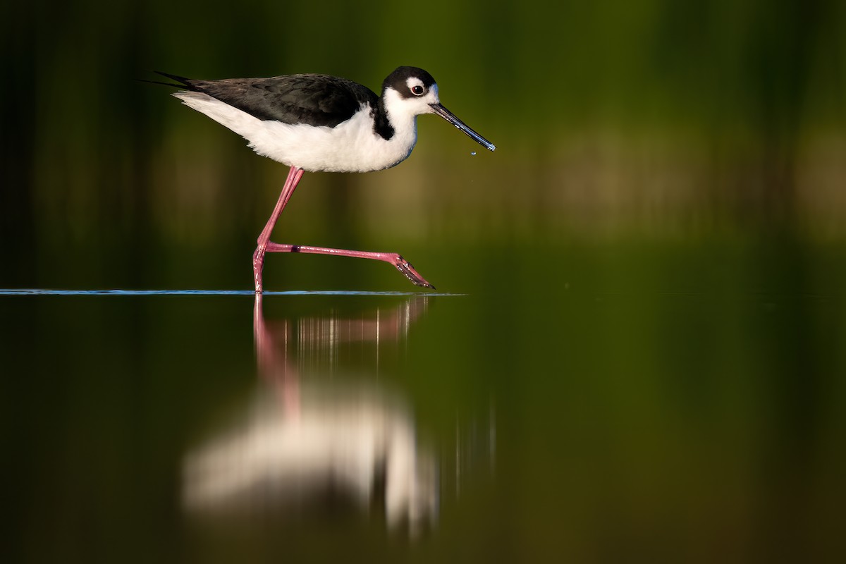 Black-necked Stilt - Kieran Barlow