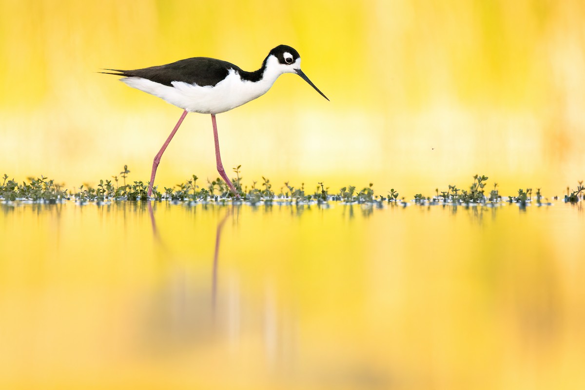 Black-necked Stilt - Kieran Barlow