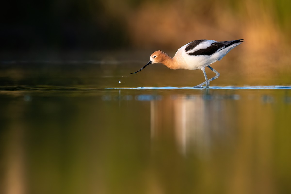 American Avocet - Kieran Barlow