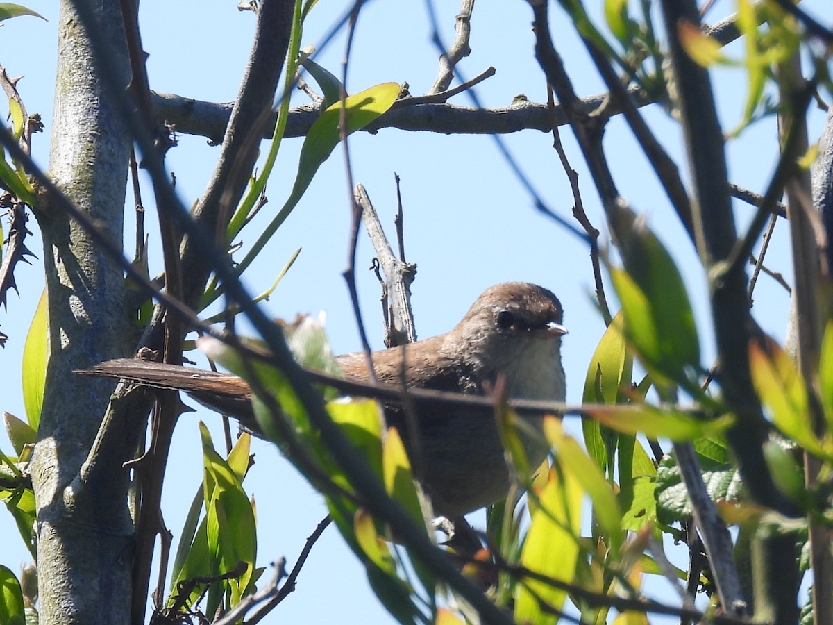 Cetti's Warbler - ML618684323