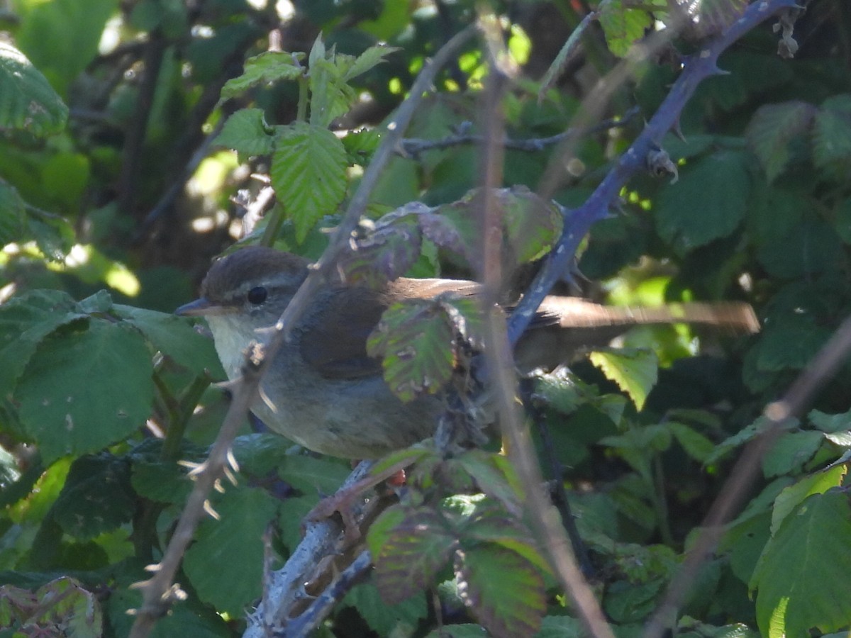 Cetti's Warbler - ML618684324