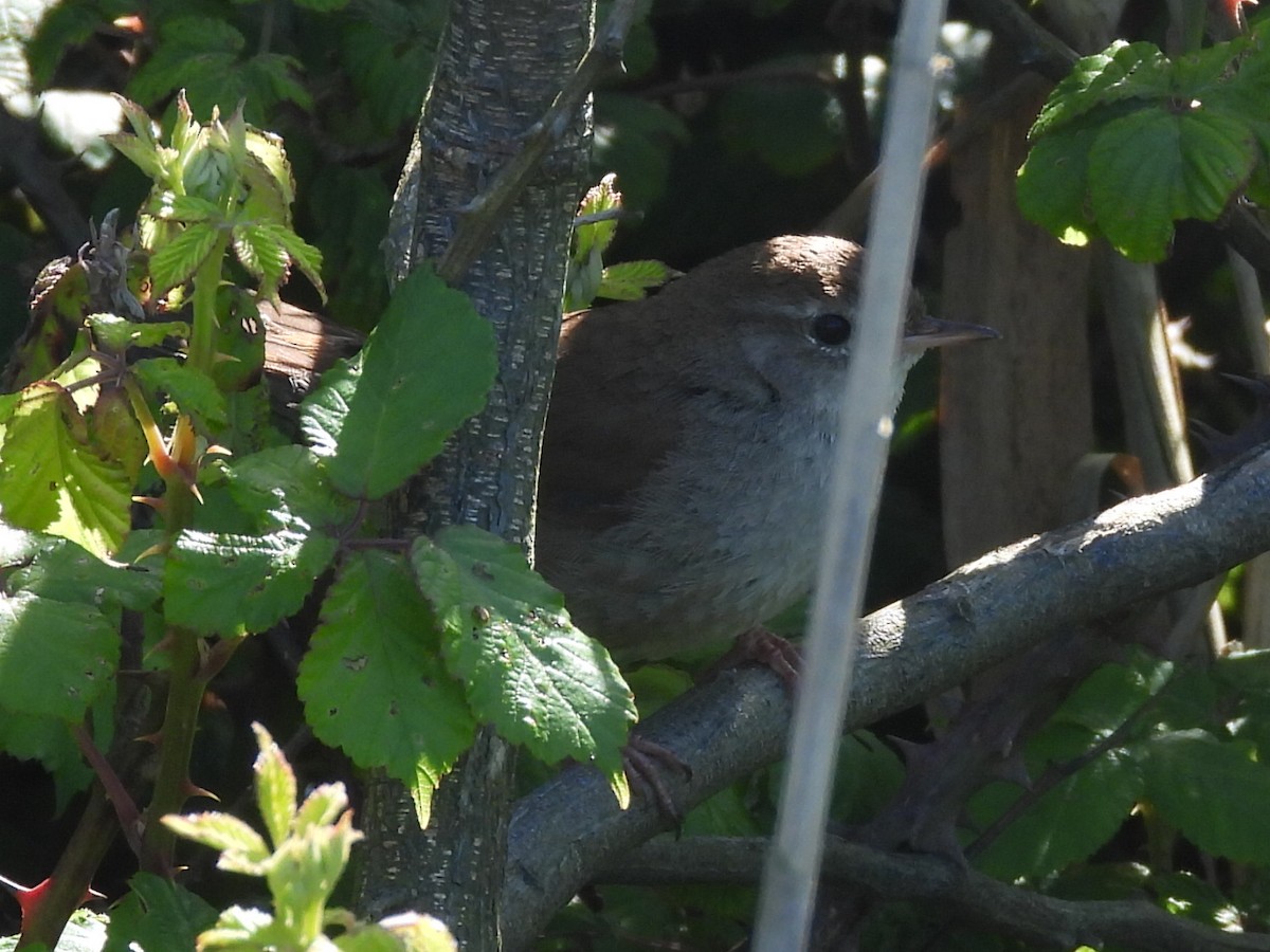 Cetti's Warbler - ML618684326