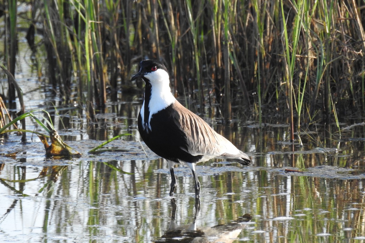 Spur-winged Lapwing - ML618684327