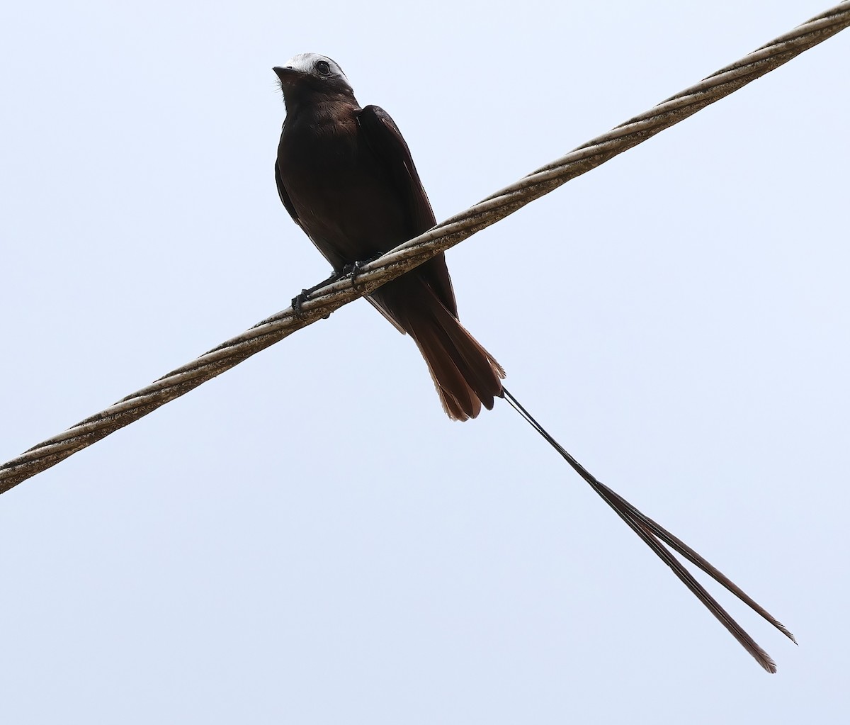 Long-tailed Tyrant - ML618684337