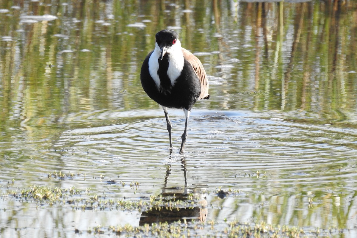 Spur-winged Lapwing - ML618684343