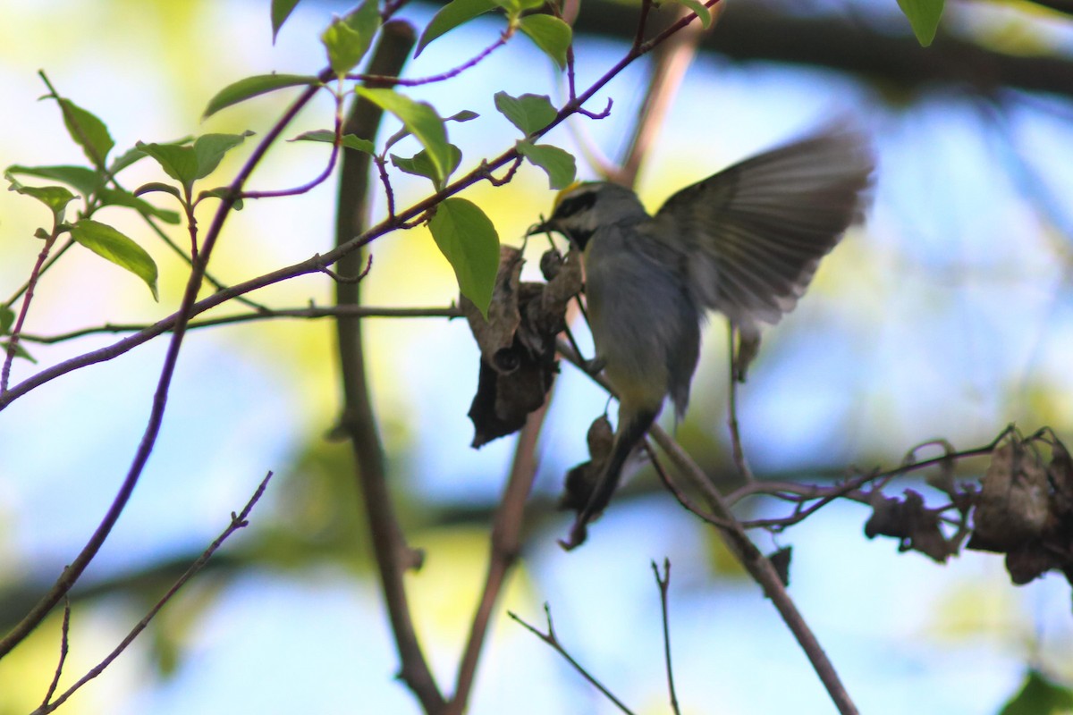 Golden-winged Warbler - ML618684348