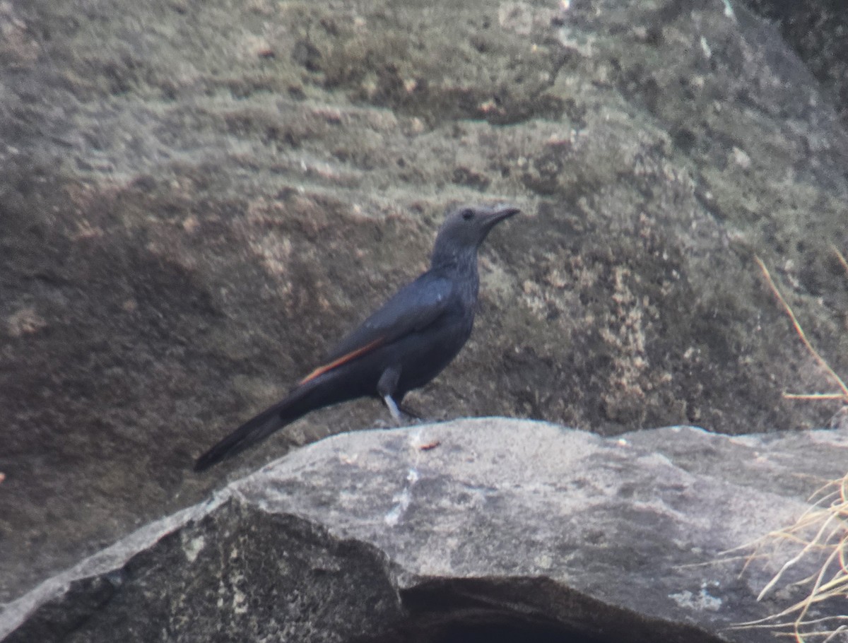 Neumann's Starling - ML618684351