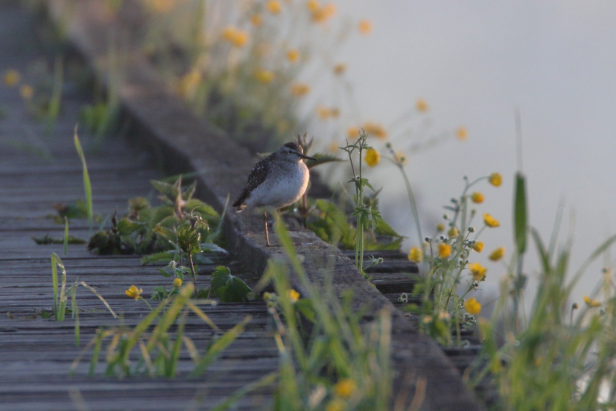 Wood Sandpiper - ML618684355