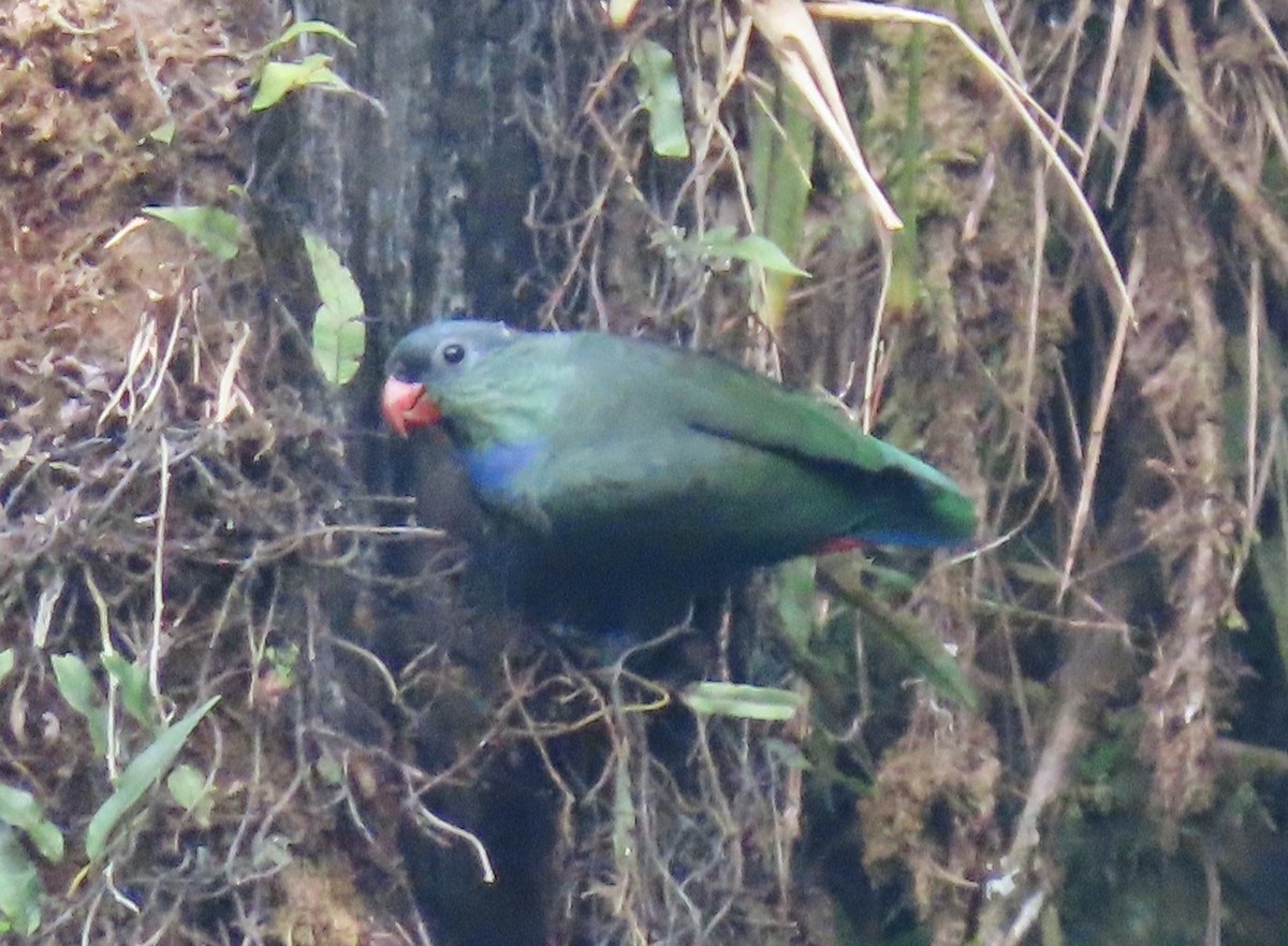 Red-billed Parrot - Nancy Leonard