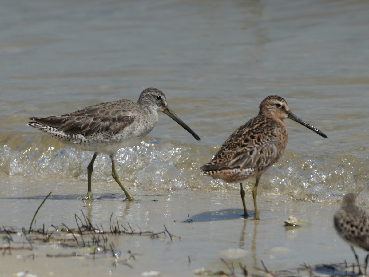 Short-billed Dowitcher - ML618684368