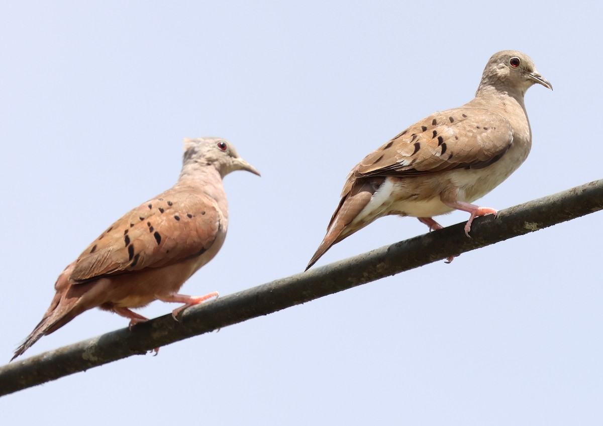 Ruddy Ground Dove - ML618684376