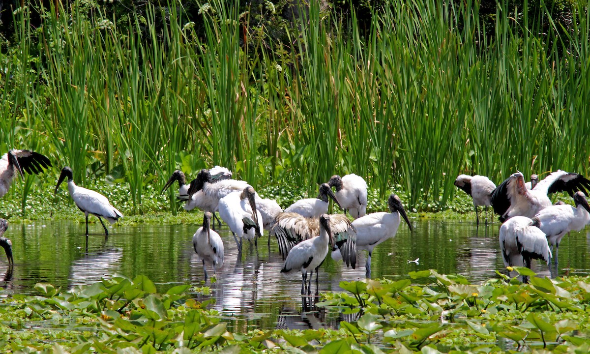 Wood Stork - ML618684378