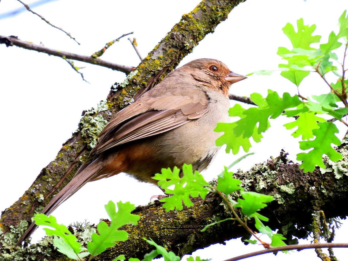 California Towhee - ML618684411